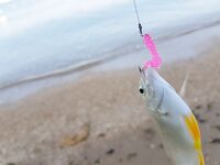 Учкуевка, сильная волна: скорпена на жесткий силикон, самодельные тирольки