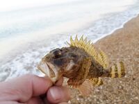 Учкуевка, сильная волна: скорпена на жесткий силикон, самодельные тирольки