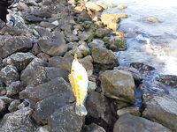 Учкуевка, сильная волна: скорпена на жесткий силикон, самодельные тирольки