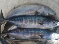 Адлер, напротив «Фишта»: пеламида над косяком, луфарь по краям, ставрида ниже