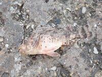 Дивноморское, Голубая Даль: скорпена на «рачка», ставридка на микроколебло