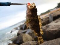 Дивноморское, Голубая Даль: скорпена на «рачка», ставридка на микроколебло