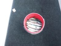 Адлер, Имеретинка напротив объектов: ставковая оснастка — луфарь и пеламида