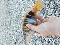 Дивноморское, отводной: розовый, зеленый, белый — много зацепов и откусов