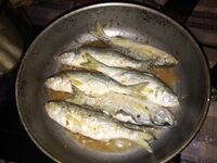 Судак, «самодур» по луфарю: ведро за 1,5 часа и острые зубы — аккуратно