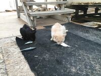 Судак, «самодур» по луфарю: ведро за 1,5 часа и острые зубы — аккуратно