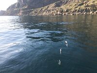 Судак, «самодур» по луфарю: ведро за 1,5 часа и острые зубы — аккуратно