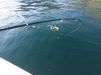 Судак, «самодур» по луфарю: ведро за 1,5 часа и острые зубы — аккуратно