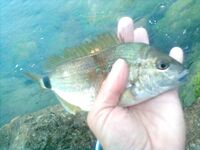 Архипо-Осиповка, сентябрь: джиг 2,5–3 г, утренний горбылик и скорпена