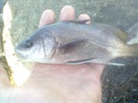 Архипо-Осиповка, сентябрь: джиг 2,5–3 г, утренний горбылик и скорпена