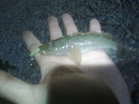 Архипо-Осиповка, сентябрь: джиг 2,5–3 г, утренний горбылик и скорпена