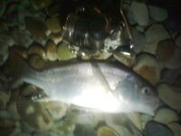 Архипо-Осиповка, сентябрь: джиг 2,5–3 г, утренний горбылик и скорпена