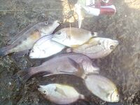 Архипо-Осиповка, сентябрь: джиг 2,5–3 г, утренний горбылик и скорпена