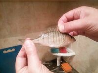 Опознание черноморской рыбы — что за «зверь» попался у берега?