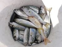 Геленджик, Голубая бухта — одно утро: заметки по клеву и точкам