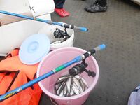 Лоо, 20–25 октября: глубины 30–40 м, ставрида стабильно и луфарь в прилове