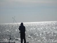 Сочи, немного фото береговой рыбалки — сезонный набор и виды