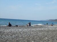 Сочи, немного фото береговой рыбалки — сезонный набор и виды