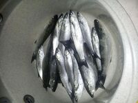 Береговая чуларка в проходы — рабочая схема на ровной волне