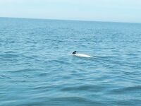 С лодки на самодур: ставрида, мерланг и немного хамсы, дельфин в веревке