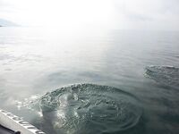 Черное море, 4 часа на волне: ставрида и мерланг по 3 кг, дельфины рядом