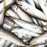 Адлер, Имеретинская бухта: ставрида 5 кг между мутной Мзымтой и береговой кромкой