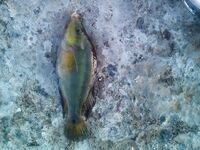 Севастополь, Песочная бухта 10–11 мая: отводной 5 г, Owner Slim №12 и первая «собачка»