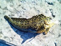 Севастополь, Песочная бухта 10–11 мая: отводной 5 г, Owner Slim №12 и первая «собачка»