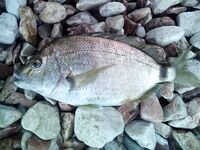 Севастополь, Песочная бухта 10–11 мая: отводной 5 г, Owner Slim №12 и первая «собачка»