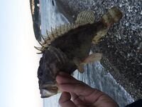 Новомихайловка, поиск точек: ласкирь у мысика и рассветные горбыльки у палаточника