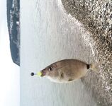 Новомихайловка, поиск точек: ласкирь у мысика и рассветные горбыльки у палаточника