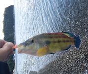 Новомихайловка, поиск точек: ласкирь у мысика и рассветные горбыльки у палаточника