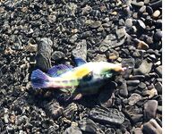 Большой Утриш на майские: стандартные скорпены и бычки, плюс собака и смарида