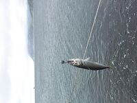 Большой Утриш на майские: стандартные скорпены и бычки, плюс собака и смарида