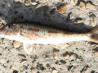 Большой Утриш на майские: стандартные скорпены и бычки, плюс собака и смарида