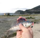 Большой Утриш на майские: стандартные скорпены и бычки, плюс собака и смарида