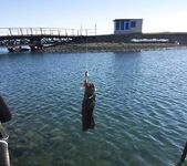 Большой Утриш на майские: стандартные скорпены и бычки, плюс собака и смарида