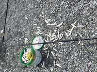 С берега по люрексу 12 кг вчера и 9 сегодня: погода развернулась на лето