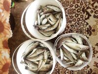 Севастополь, утренний коридор 7–12: средняя пикша, мелкая ставридка и два «дракона»