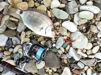 Новомихайловский, 22.05–02.06: ставрида, карась, скорпена и первая скорпена у сына