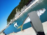 Фото грузятся частями: продолжаю выкладывать уловы по мере возможности