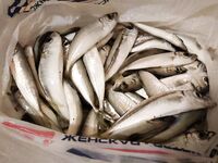 Анапа, первый день без мудрствования: ставридка «на ужин» и ровная погода для старта