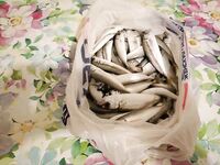 Анапа, первый день без мудрствования: ставридка «на ужин» и ровная погода для старта