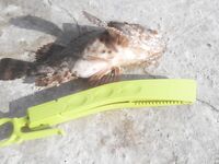 Дневной проход по кромке: короткий контроль, рыба на месте и настроение тоже