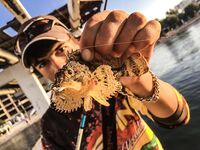 Крым, первый контакт: скорпена с пирса, прозрачность воды и тонкости свинца против вольфрама