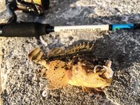 Крым, первый контакт: скорпена с пирса, прозрачность воды и тонкости свинца против вольфрама