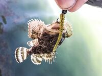 Крым, первый контакт: скорпена с пирса, прозрачность воды и тонкости свинца против вольфрама