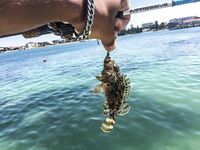 Крым, первый контакт: скорпена с пирса, прозрачность воды и тонкости свинца против вольфрама