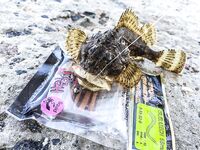 Крым, первый контакт: скорпена с пирса, прозрачность воды и тонкости свинца против вольфрама