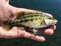 Пирс под запретом, но пропуск получен: барабулька, первая рулена и встреча с «драконом»